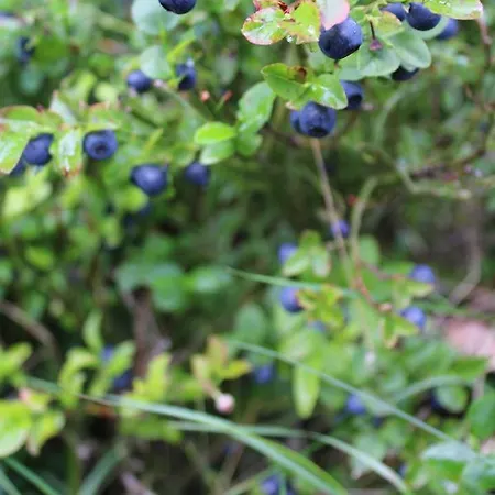 Hotel Schwarzwaldhotel